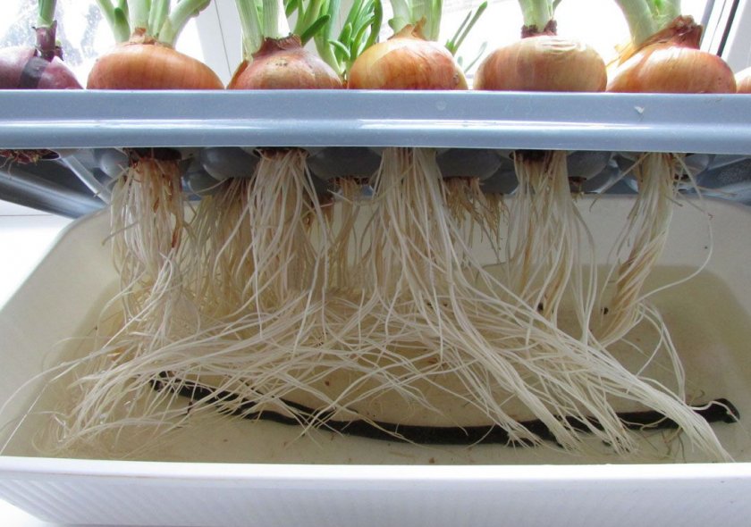 Выращивать лук на перо зимой стимулятор роста удобрения