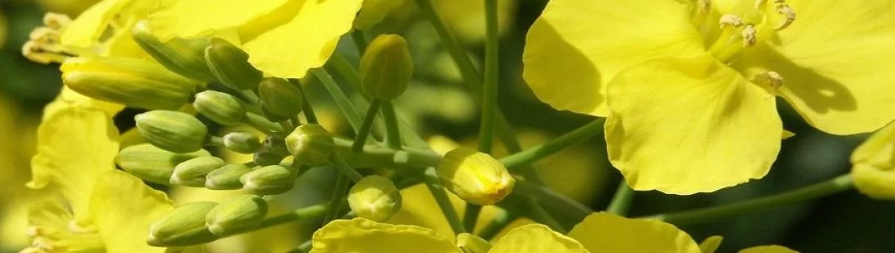 Посіви озимого ріпаку Волинської області облюбували небезпечні шкідники