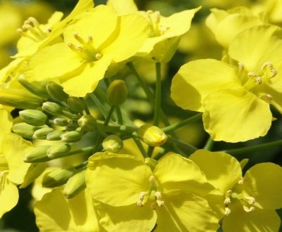 Посіви озимого ріпаку Волинської області облюбували небезпечні шкідники