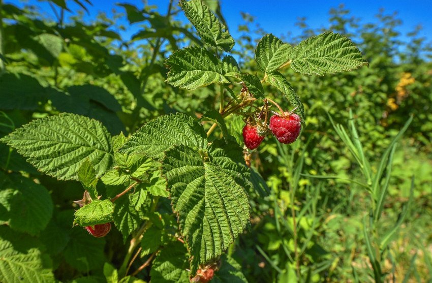 Малина Малина