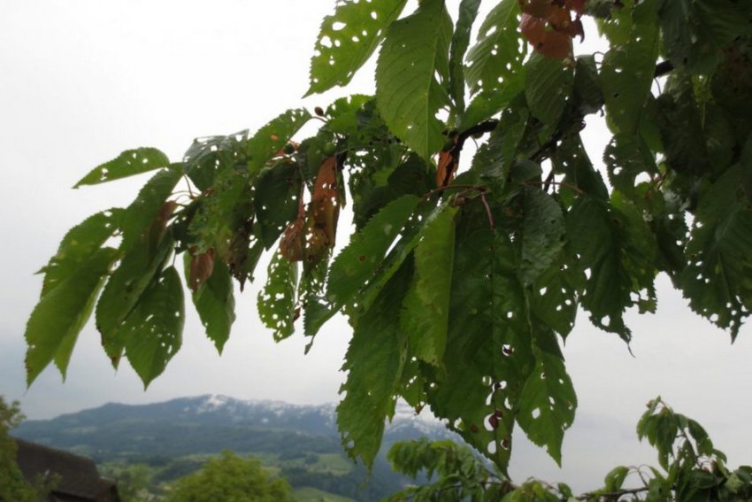 Клястероспоріоз черешні Клястероспоріоз черешні