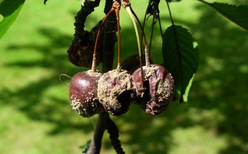 Моніліоз Моніліоз