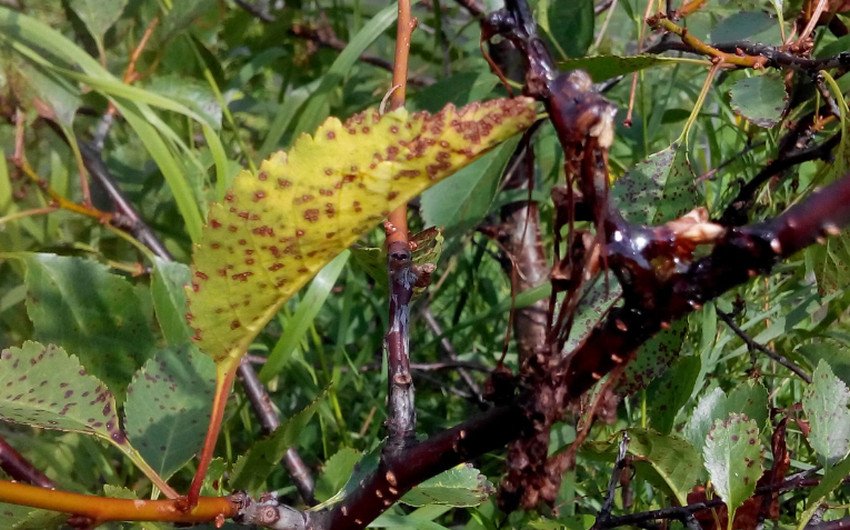 Кокомікоз черешні Кокомікоз черешні