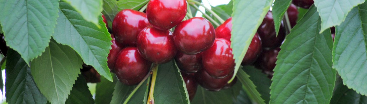 Особливості посадки і догляду за черешнею Аншлаг