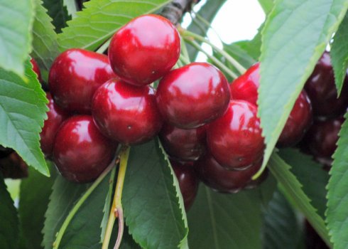 Особливості посадки і догляду за черешнею Аншлаг