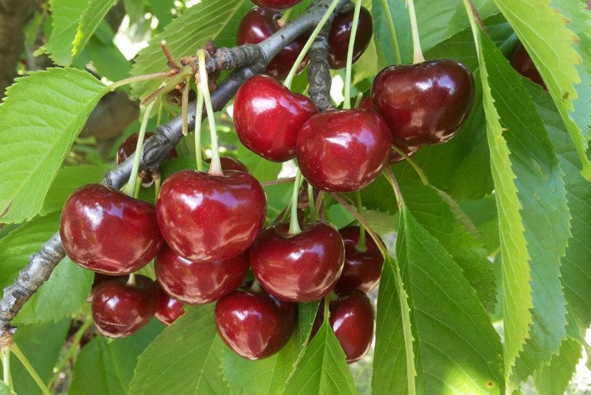 Черешня Аншлаг
