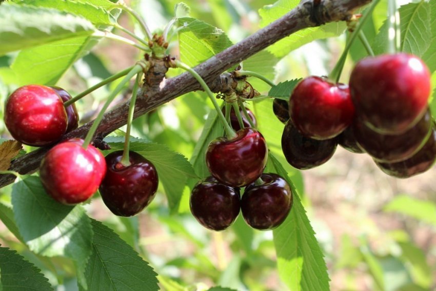 Черешня Аншлаг
