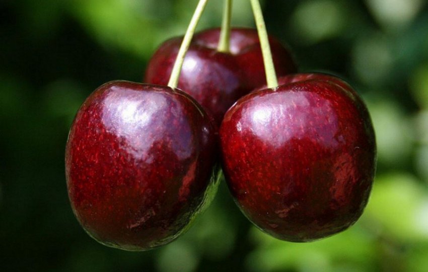 Черешня Аншлаг