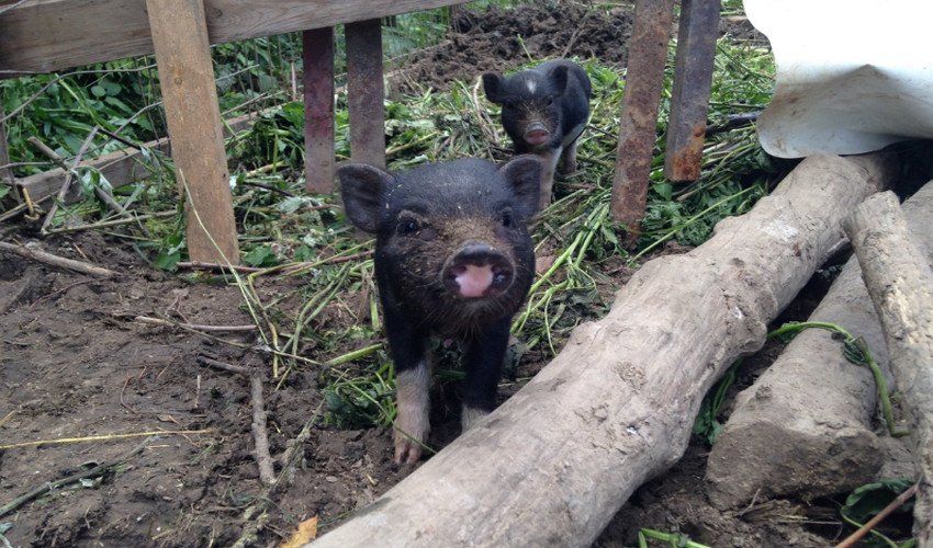 Вислобрюха в`єтнамська свиня Вислобрюха в`єтнамська свиня