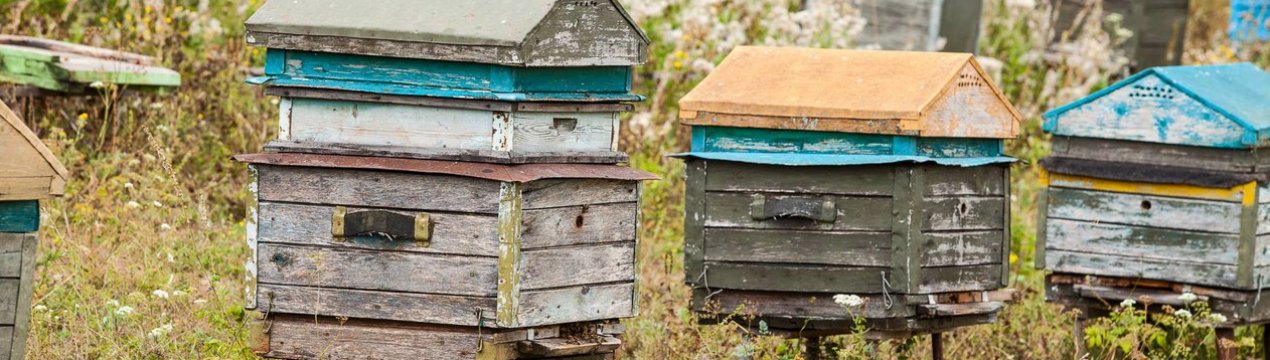 Як зробити свою пасіку