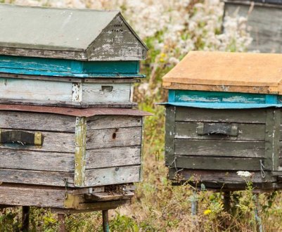 Як зробити свою пасіку