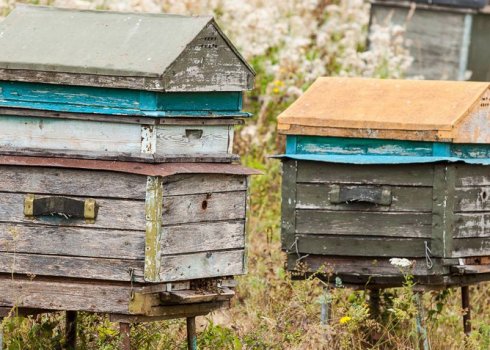 Как сделать свою пасеку