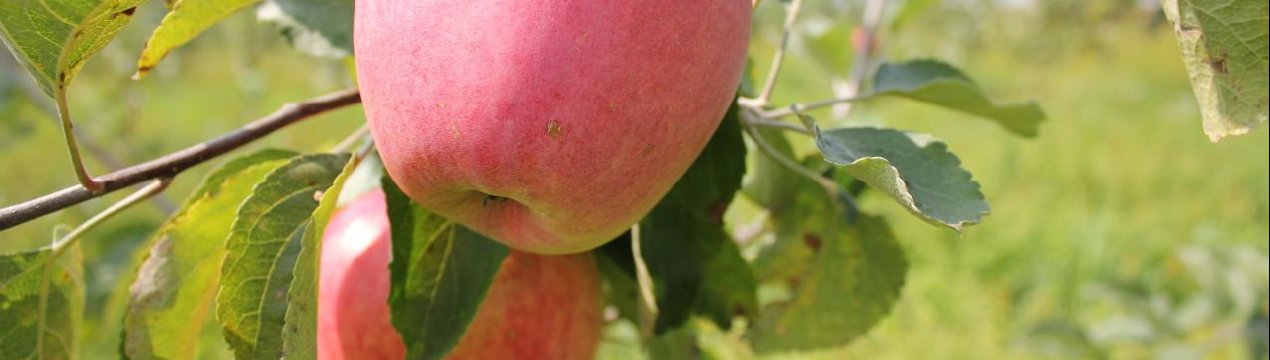 Сорт яблуні Пам'ять Ульянищева: опис і детальна характеристика, особливості вирощування