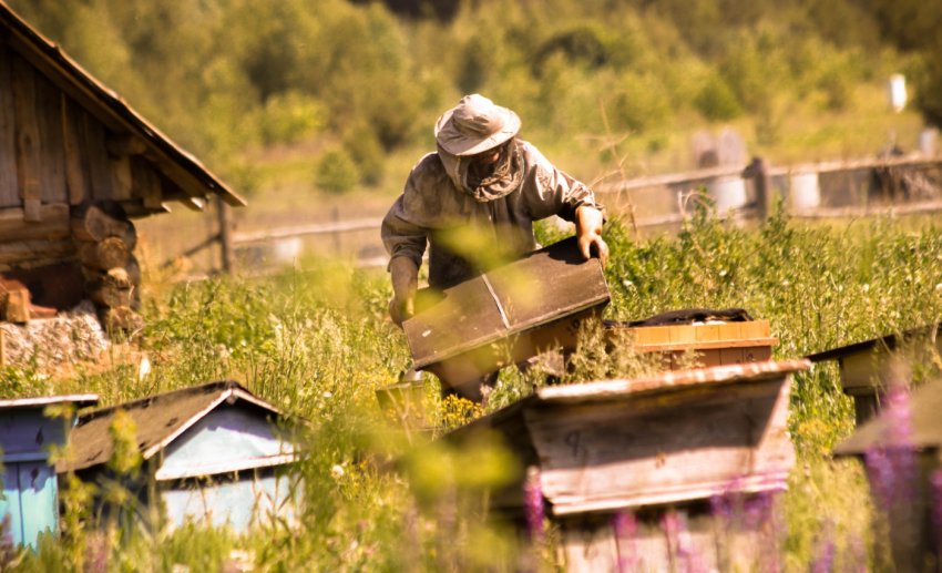 Бджільництво Бджільництво