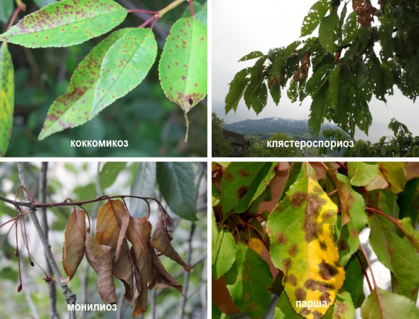 Хвороби черешні Хвороби черешні