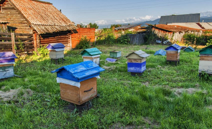 Пасіка Пасіка