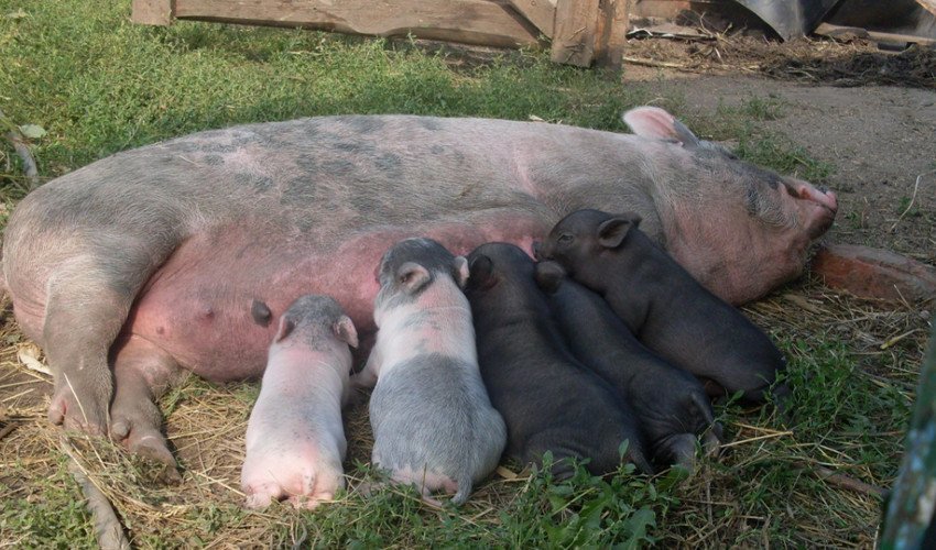 Вислобрюха в`єтнамська свиня Вислобрюха в`єтнамська свиня
