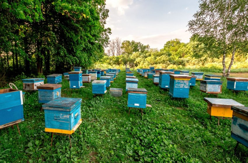 Пасіка Пасіка