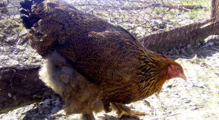 Брама куропатчатая Брама куропатчатая