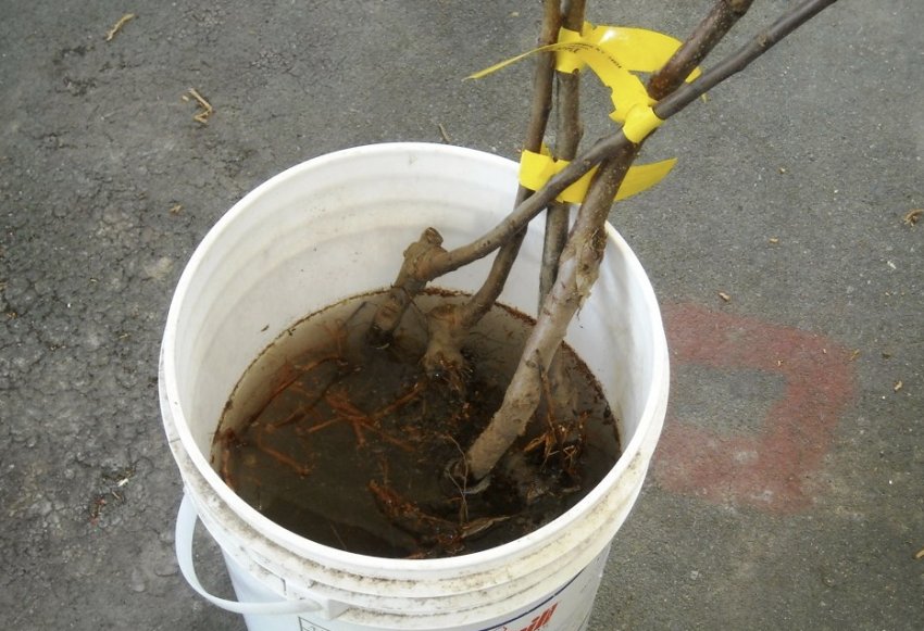 Замочені саджанці