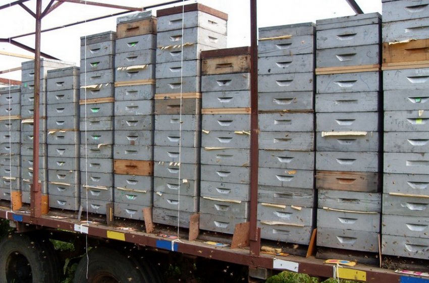 Альпійський вулик Альпійський вулик