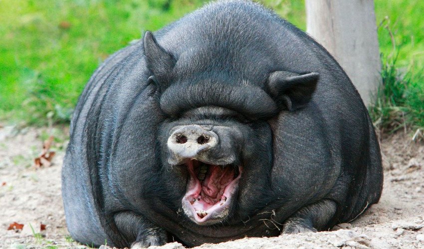 Вислобрюха в`єтнамська свиня Вислобрюха в`єтнамська свиня