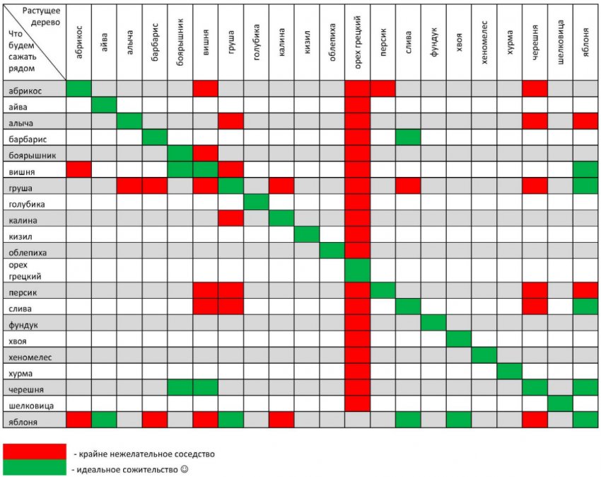 Сумісність дерев в саду Сумісність дерев в саду