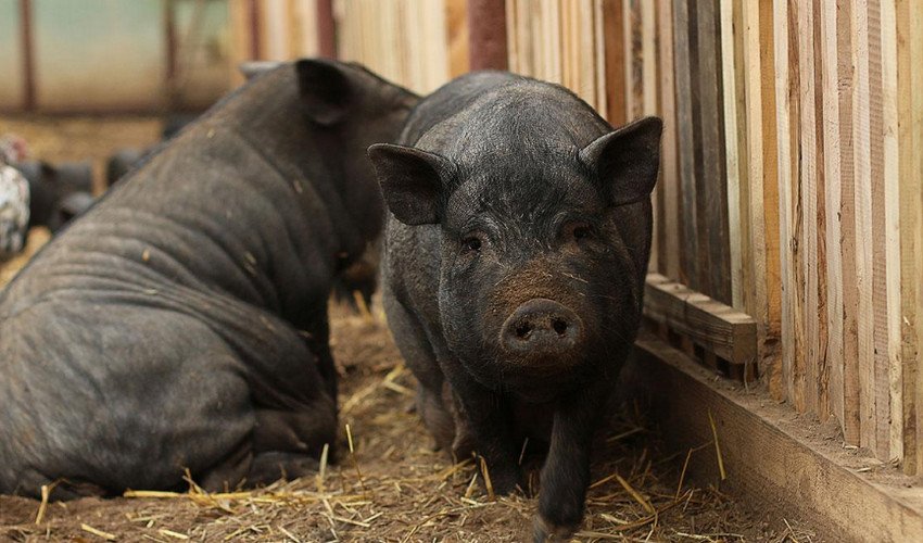 Вислобрюха в`єтнамська свиня Вислобрюха в`єтнамська свиня