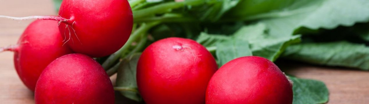 Особливості сорти редиски Дуро Краснодарське