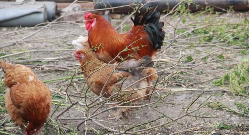 Вигульних дворик Вигульних дворик