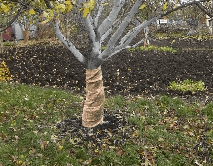 Утеплення стовбура абрикоса на зиму Утеплення стовбура абрикоса на зиму