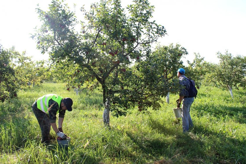 Збирання врожаю яблук