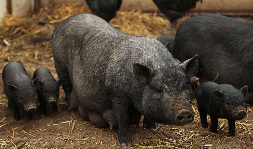 Вислобрюха в`єтнамська свиня Вислобрюха в`єтнамська свиня