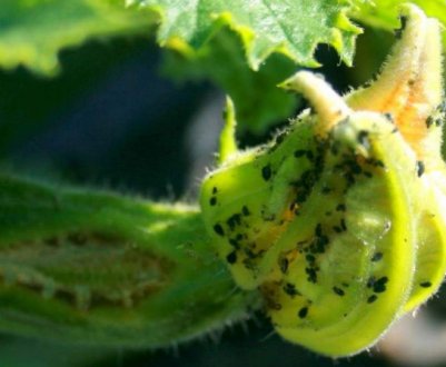 Особливості боротьби з баштанної попелиць на огірках