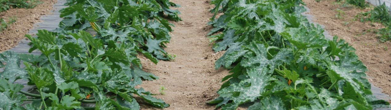 Як виростити кабачки в теплиці