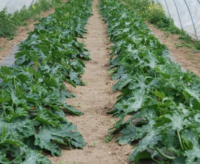 Як виростити кабачки в теплиці