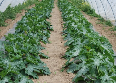 Як виростити кабачки в теплиці