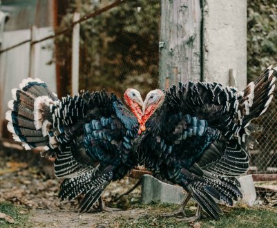 Комбікорм для індиків