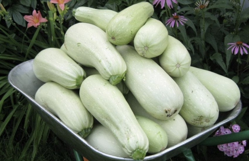 Кабачок Белогогор Кабачок Белогогор