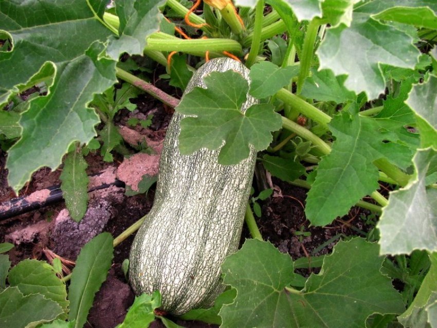 Кабачок Куанд Кабачок Куанд