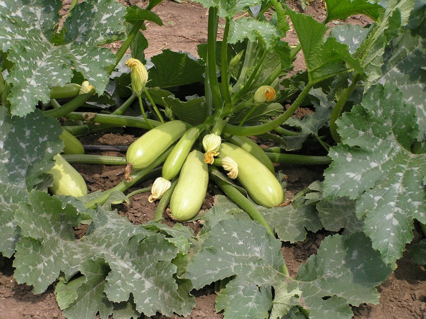 Кабачок Іскандер Кабачок Іскандер