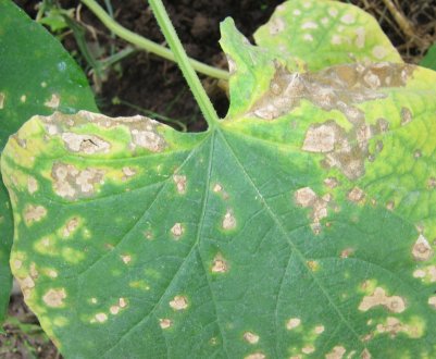 Особливості лікування огірків від бактеріозу