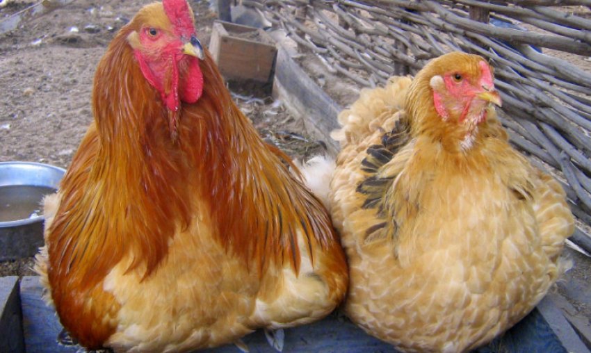 Брама порода курей Брама порода курей