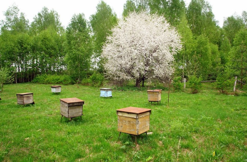 Вулики в саду Вулики в саду
