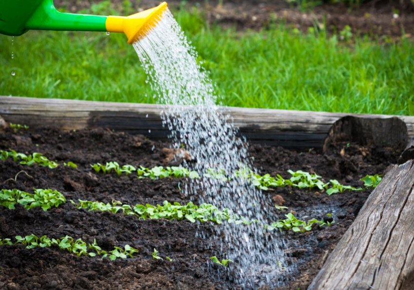 Полив редиски Полив редиски