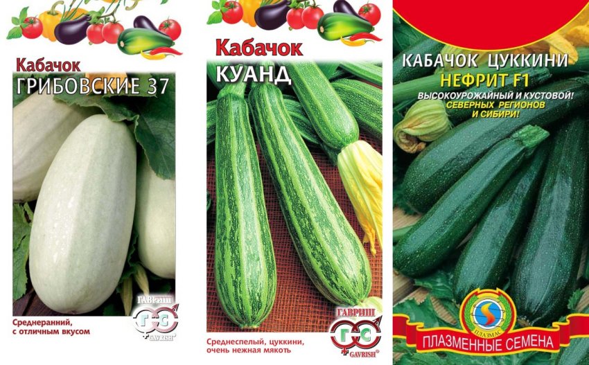 Насіння середньостиглих кабачків Насіння середньостиглих кабачків
