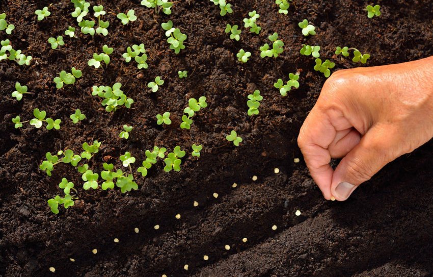 Посів насіння у відкритий грунт Посів насіння у відкритий грунт