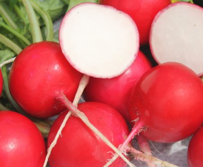 Особливості редису сорту Сора