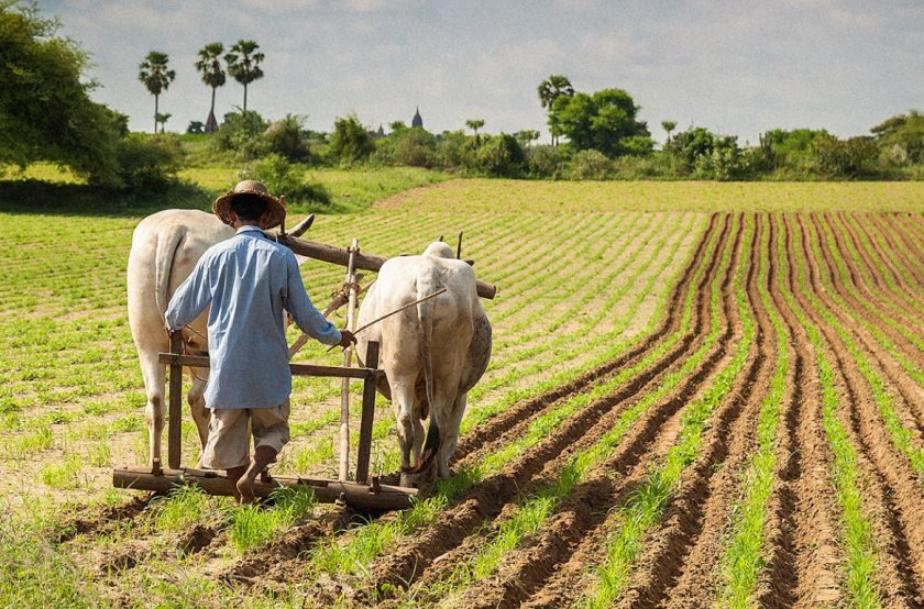 Борьба со всеми формами недоедания является главным приоритетом FAO на ближайшие два года Борьба со всеми формами недоедания является главным приоритетом FAO на ближайшие два года