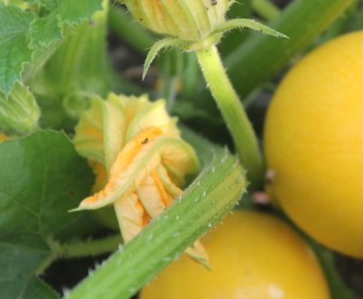 Особливості сорту кабачка Апельсинка